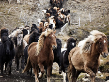 Iceland-Iceland Shorts-Horse Round Up in Iceland